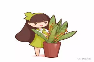 她家的綠蘿1晚上長出來8個(gè)芽，都是因?yàn)樽隽诉@樣一件事