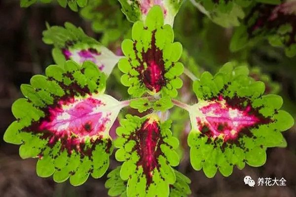 月季花期長(zhǎng)花又美，它比月季還漂亮一年四季都能欣賞