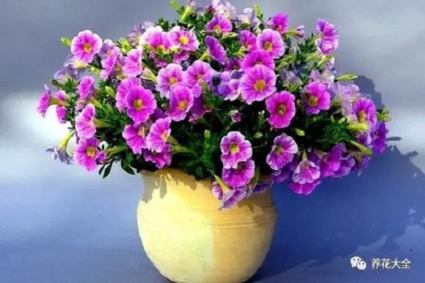 入秋就要養(yǎng)這十種花，開花了鄰居都羨慕你