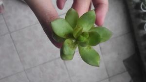 黃麗葉子發(fā)、黃腐爛怎么辦 黃葉枯萎的原因及補救辦法
