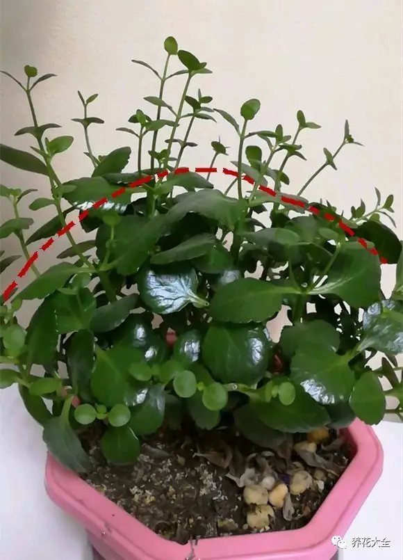 長壽花