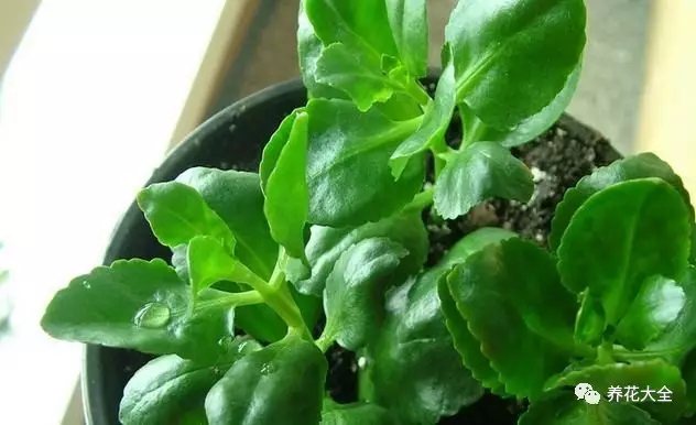 長壽花修剪