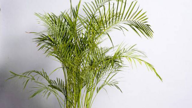 鳳尾竹葉子發(fā)黃怎么辦