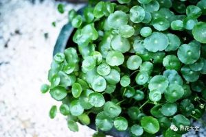 鄰居家的花開(kāi)的真喜人，沒(méi)想到是從大街上撿來(lái)的