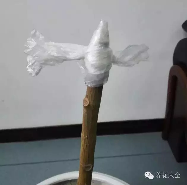 枝條