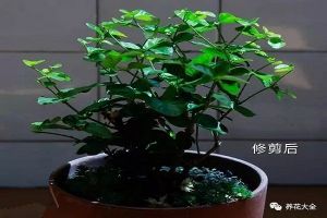 這些花趁著剛?cè)肭镖s緊修剪，花骨朵冒不停