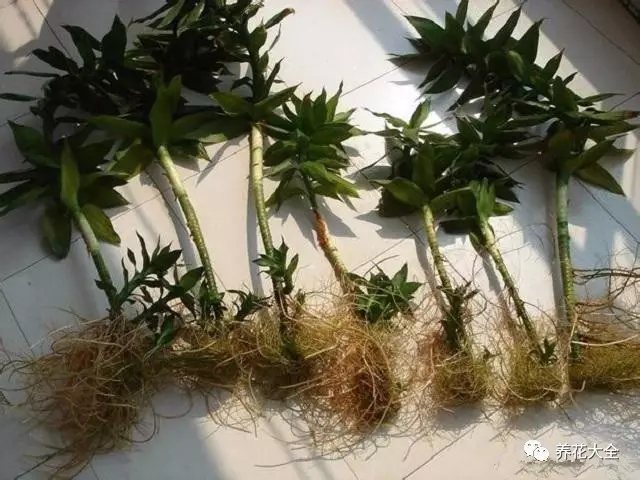 1、一旦發(fā)現(xiàn)富貴竹爛根了，那就將富貴竹拿出來(lái)，將爛根的部分全部切掉。