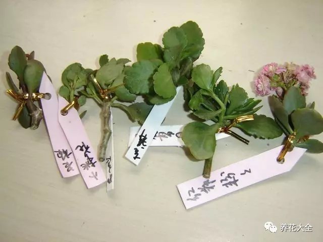 1、秋天修剪下來(lái)的長(zhǎng)壽花枝條，可以進(jìn)行短截，每個(gè)枝條上至少保留1對(duì)葉子，之后放在陰涼通風(fēng)的地方晾干。