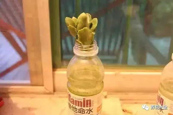 2、為了增加生根速度，可以將長(zhǎng)壽花枝條在多菌靈溶液中浸泡20分鐘左右，晾干后插入水中，枝條下端一定要浸入水面一點(diǎn)點(diǎn)。
