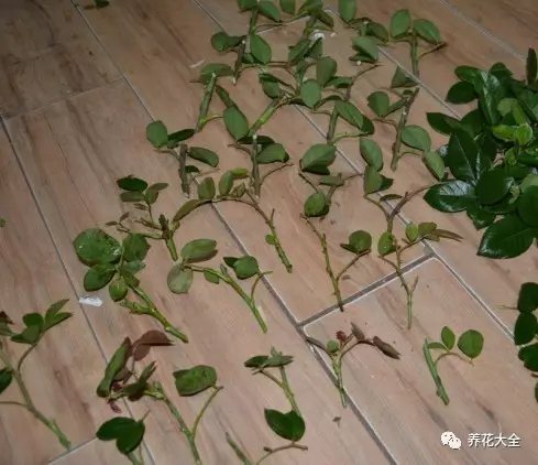  1、從月季母株上將枝條修剪下來(lái)，然后進(jìn)行短截，大概每個(gè)枝條5-8cm即可。