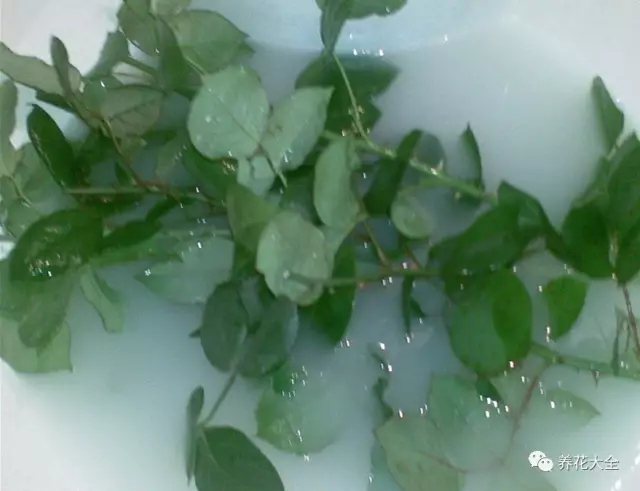  2、將短截后的月季枝條，放在多菌靈溶液中浸泡20分鐘以上，然后拿出來(lái)放在陰涼通風(fēng)的地方晾干。