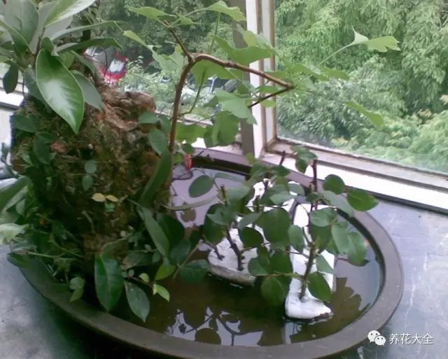 3、之后將月季枝條插在泡沫上，然后將泡沫放在水中，之后放在北陽(yáng)臺(tái)等陰涼通風(fēng)的地方養(yǎng)護(hù)。