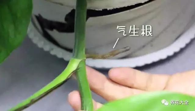  1、從綠蘿修剪下來(lái)的枝條上，選擇帶有氣生根的部分進(jìn)行扦插，生根成活的幾率比較大。