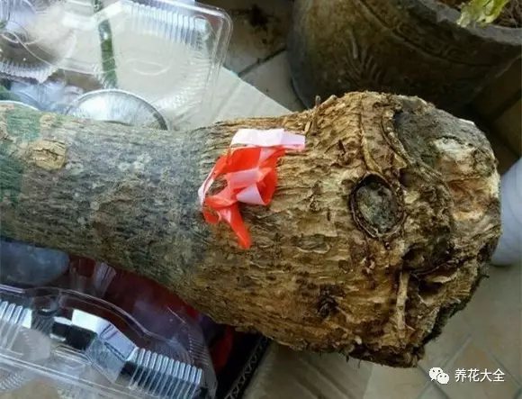 1、想要發(fā)財(cái)樹(shù)土培轉(zhuǎn)水培，就得先將發(fā)財(cái)樹(shù)脫盆，然后將根系上的泥土清理干凈，特別是那些老根、若根、爛根等，全都修剪掉。
