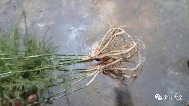 2、將修剪好的文竹根系，放在多菌靈溶液中浸泡20分鐘左右，以進(jìn)行殺菌消毒，避免水培的文竹爛根。