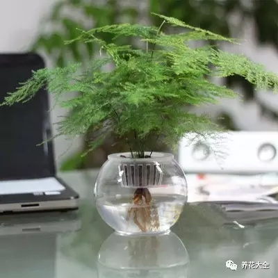 如果想要文竹的根系越來(lái)越多，可以朝著水培瓶里加點(diǎn)營(yíng)養(yǎng)液。大概10天朝著水培瓶里滴10滴左右營(yíng)養(yǎng)液，文竹吸收了充足的養(yǎng)分，長(zhǎng)得越來(lái)越旺，根系也就越來(lái)越多了！
