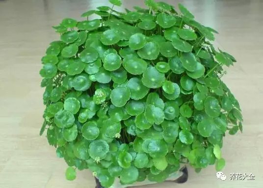 銅錢草的長(zhǎng)勢(shì)非?？?，只要大水大太陽(yáng)，不爛根就能長(zhǎng)得旺。為了避免銅錢草爛根，可以朝著水培瓶中加幾塊小木炭，或是滴幾滴多菌靈溶液，從而起到殺菌消毒的作用，防止銅錢草爛根。