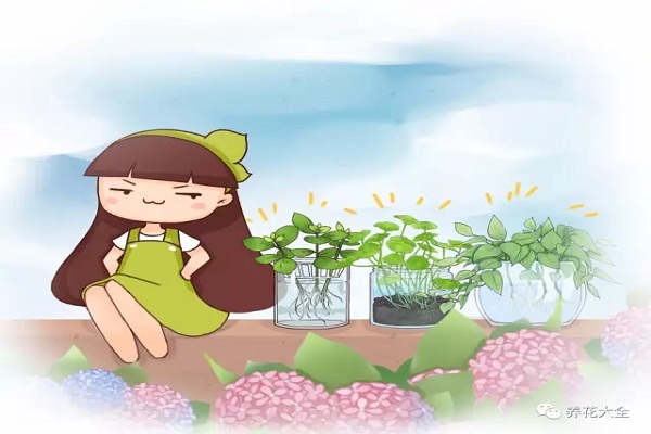 花不活就丟水里，5天生根，根粗得像指頭！