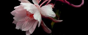 曇花摘下來如何保存？