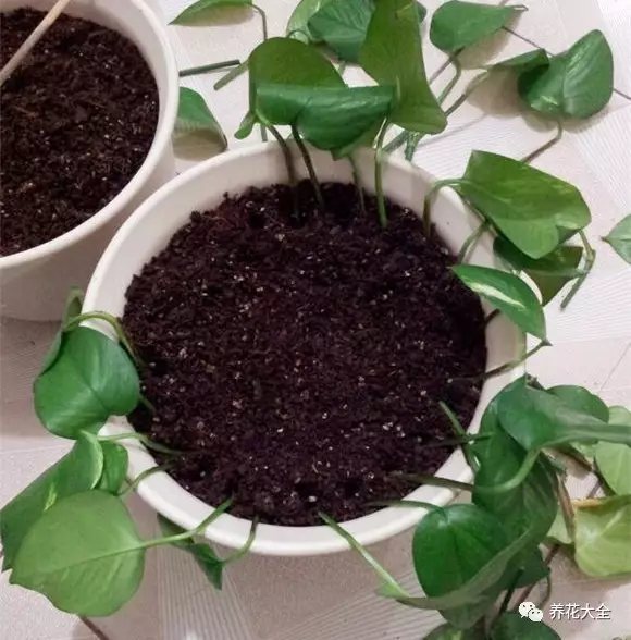1、將一根綠蘿枝條截成幾段，每段都留1~2片葉子。