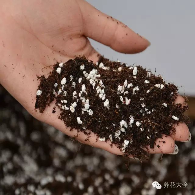 首選是蛭石、珍珠巖、素沙、椰糠。所有用來扦插的土壤，必須干凈無菌。