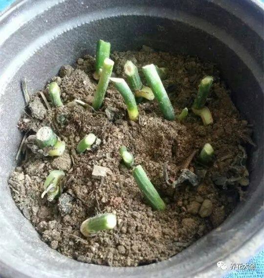 3、將綠蘿枝條剪成幾截，大約8cm左右長度。可以不帶葉子，但是一定要帶芽點和氣根。