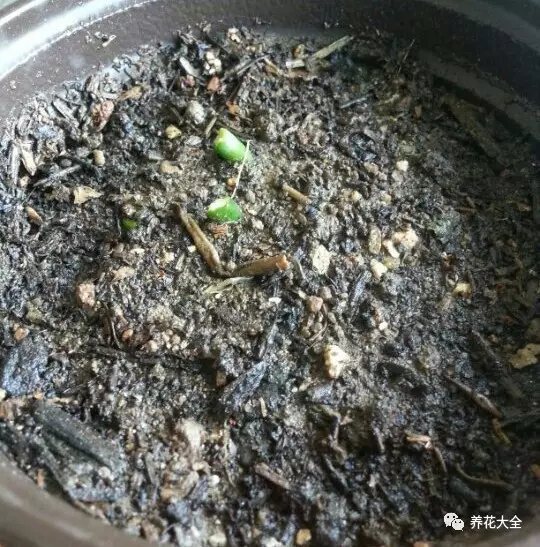 4、豎直埋進土壤中，澆透水。