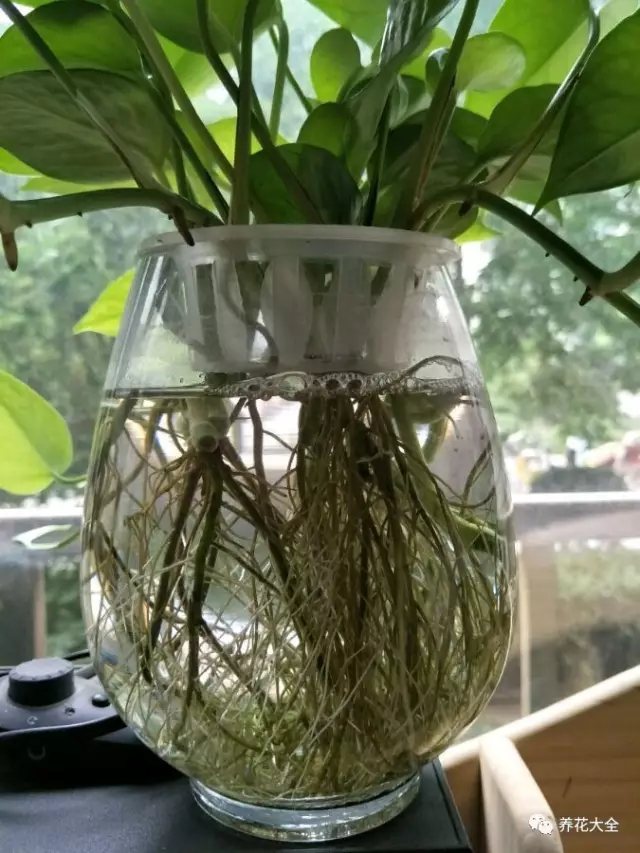 3、磨碎一片甲硝唑或者弄點多菌靈，水培的丟水里，土培的兌水灌根。