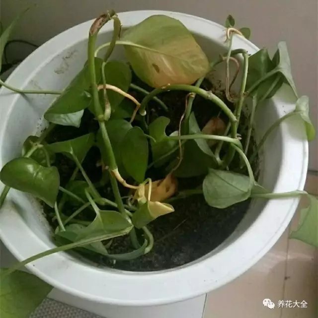 黃葉怎么辦？