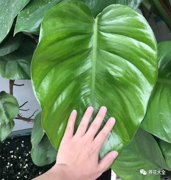  最后欣賞一下大神家的大葉綠蘿吧！