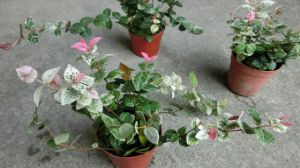 盆栽花葉絡石怎么修剪