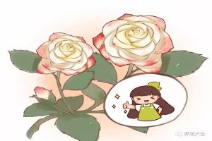 這6種花，四季都能開，北方花友只能干看著……