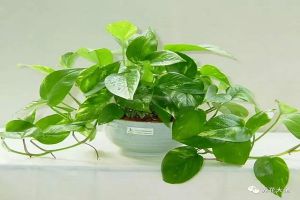 家里的花挪個位置，財富運勢擋不??！
