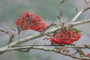 花楸怎么種植？