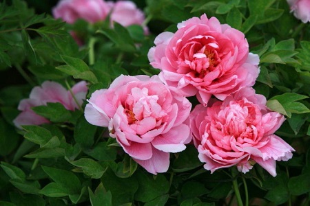 什么時(shí)候開(kāi)花