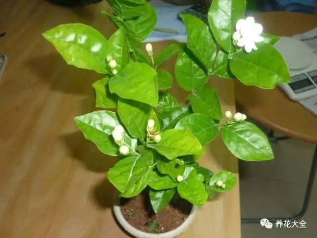 選擇綠色的硫酸亞鐵，那些棕色的是已經(jīng)氧化了的，不能用的。