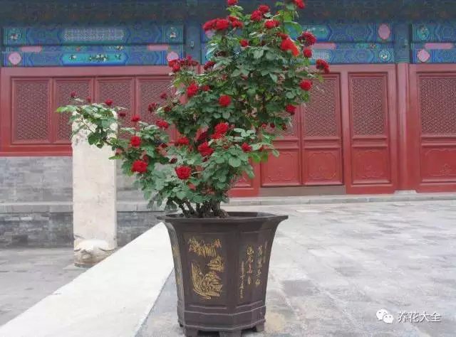 注意，噴霧的時(shí)候，不僅要將葉子的正面噴灑到，背面也要噴灑到哦。