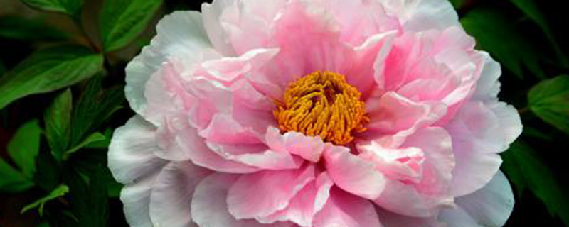牡丹什么時(shí)候開(kāi)花