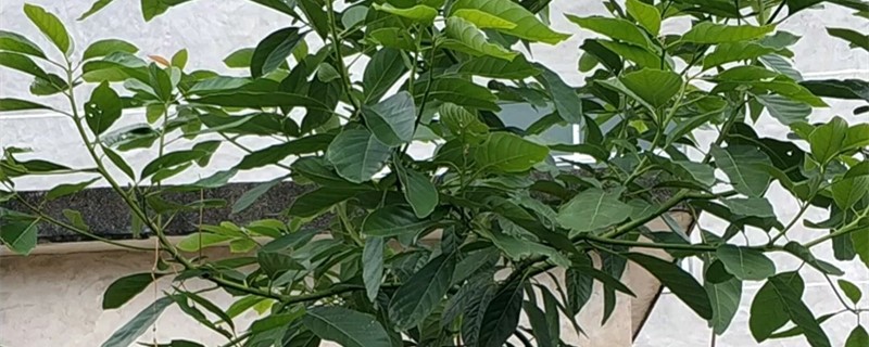 牛油果根腐病怎么治，牛油果病害