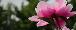 芍藥病蟲害的防治，芍藥需要驅(qū)蟲嗎
