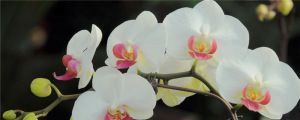 蝴蝶蘭常見病以及防治，常見病和用藥