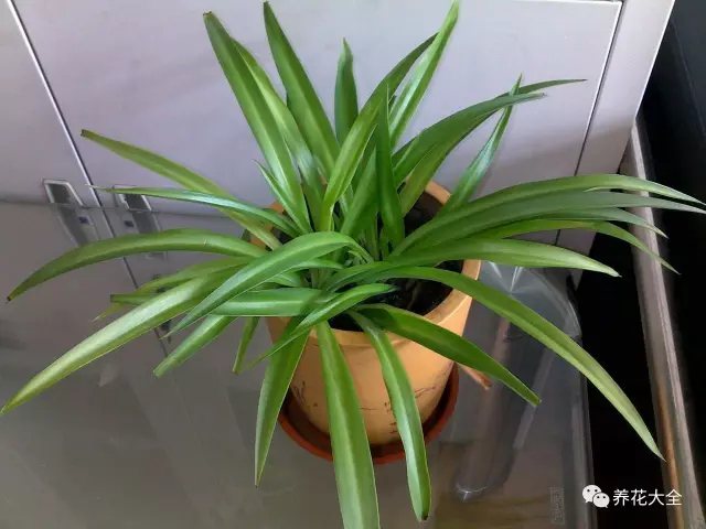進(jìn)入秋季以后，光照慢慢變?nèi)?，大家不要在繼續(xù)遮陰了，容易導(dǎo)致葉片細(xì)軟不堅挺，最好放到南向陽臺光照充足處，如遇太陽過強(qiáng)時，可適當(dāng)遮陰處理。