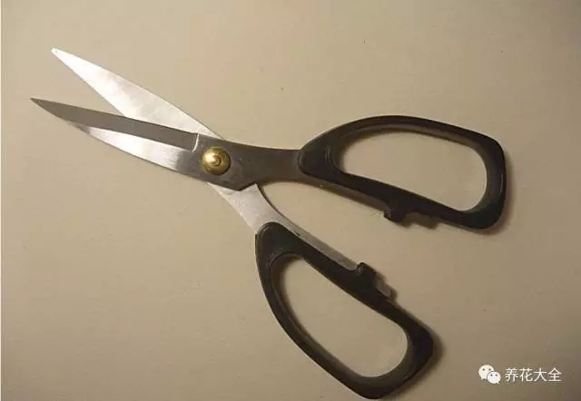 1、用剪刀把絲瓜絡(luò)剪成相同大小的塊狀。