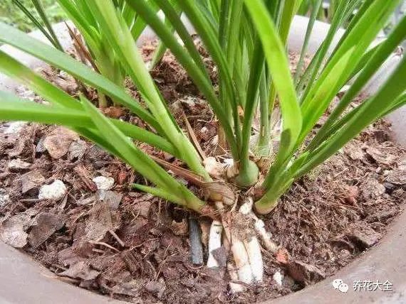 2、把松樹皮墊在花盆的底部，或者是把它弄碎，變成黃豆粒大小的碎塊之后，直接跟土壤摻雜在一起養(yǎng)花。