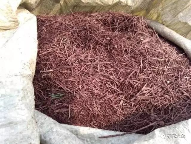 4、將松針和少量的土混合在一起，裝進(jìn)一個(gè)大塑料袋子里面，用水打濕。