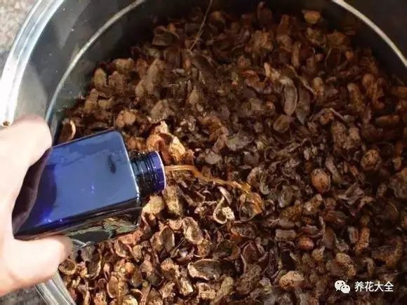  2、把花生殼泡幾天，期間注意要反復(fù)換水，瓶子里的水大概到花生殼的三分之二就可以了。