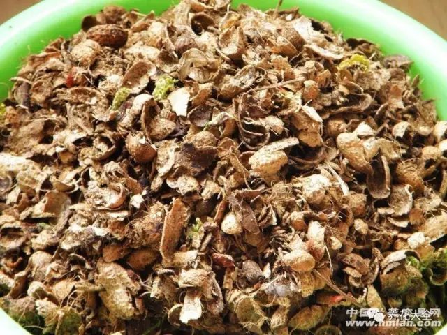 4、配土的時(shí)候，把花生殼混進(jìn)去，大約放20%-50%的花生殼就可以了~