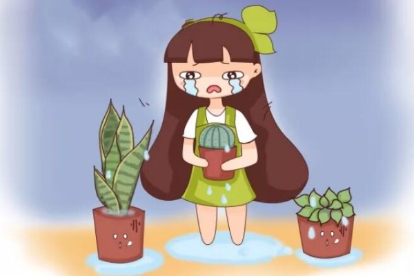 養(yǎng)花遇到下雨天，葉子發(fā)霉還長斑，再不管全得死翹翹！