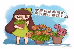 養(yǎng)長壽花注意這5點(diǎn)，才能長命百歲，開成大花球！