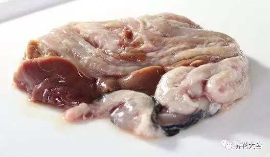 1、把洗魚剩下的那些魚腸啊，魚鱗啊之類的收集到塑料瓶里，然后裝滿水。